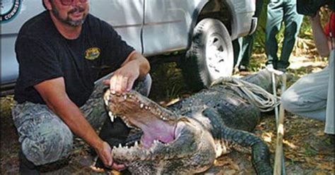 Trappers Say They Caught Killer Gator Cbs News