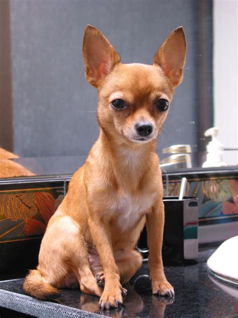 1000 Images About Chi Hua Huas On Pinterest Chihuahuas Chihuahua