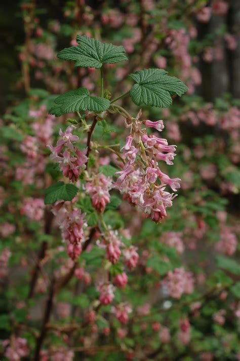 Garden Notes From Leaning Oaks A Really Good Red Flowering Currant