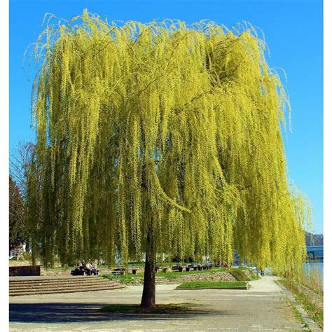 Online Orchards Golden Weeping Willow Tree Bare Root 3 Ft To 4 Ft