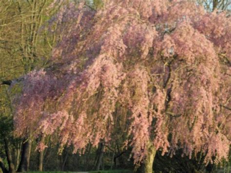 Fortified with essential microbes and mycorrhizal it will encourage strong, healthy root growth and bigger, better fruits. Organic Fertilizers & Cherry Trees! | Patch