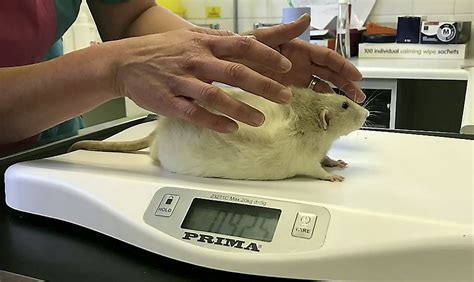 Fat Rat Rotund Rat Will Go Head To Head With Other Podgy Pets In