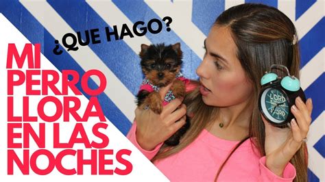 Que Hacer Si Mi Cachorro Llora En Las Noches Tips By Natalia Ospina