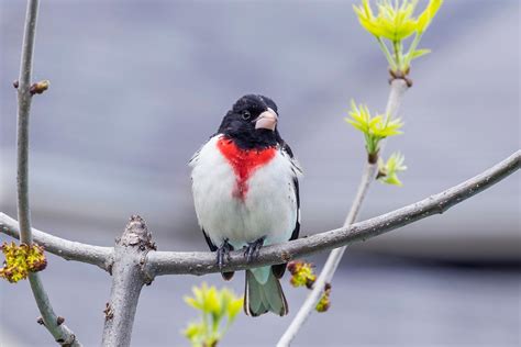 Which Birds Can You Find In Appalachia Lyric Wild Bird Food