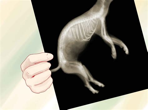 Typically they will become larger, more protruding and darker in color. 4 Ways to Tell if a Dog Is Pregnant - wikiHow