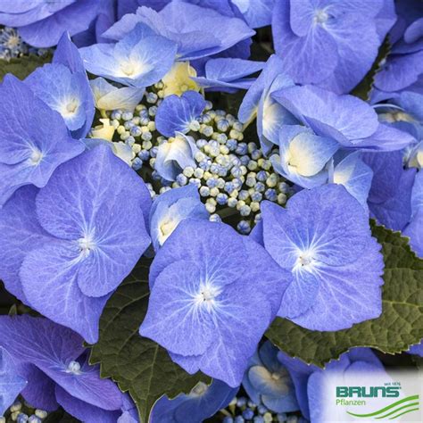 Hydrangea Macrophylla Blaumeise Von Bruns Pflanzen
