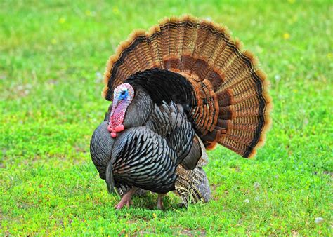 Turkey Time Spotlighting The Wild Turkey Conserve Wildlife