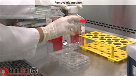 Passaging Human Pluripotent Stem Cells Using Stemium® And Stemds® Youtube