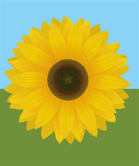 Sunflower High Quality Vector Illustration Stock Vector Image By
