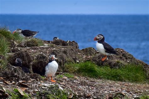 Where To See Puffins In Newfoundland Canada Travel Bliss Now