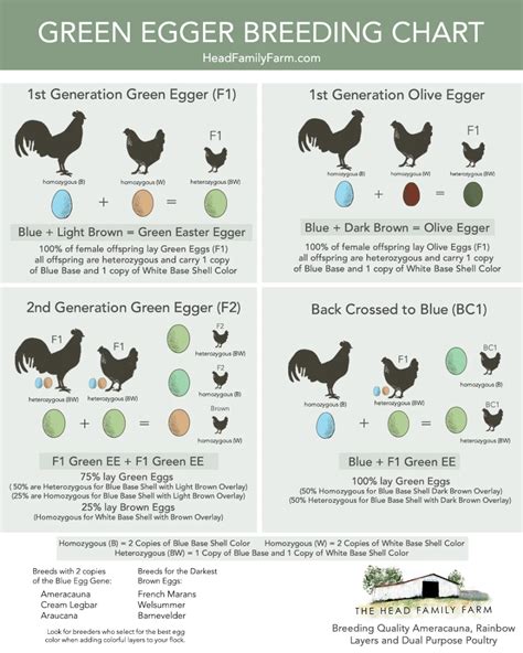 A Guide To Breeding Green Egg Layers Egg Color Breeding Charts