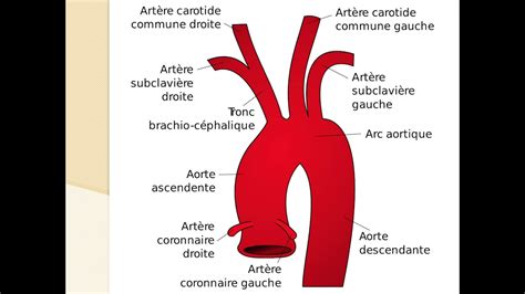 Anatomie Aorte Ascendante Diamètre De Laorte Thoracique Aep22