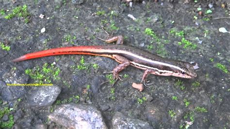 Red Tailed Skink Youtube