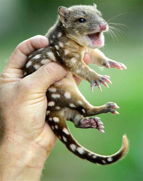 Baby spotted quoll : pics