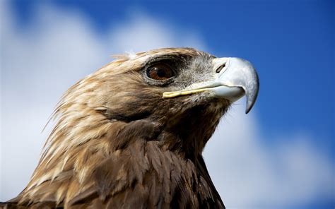 Nature Animals Birds Eagle Golden Eagles Closeup Wallpapers Hd