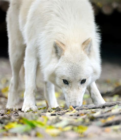 White Wolf In Forest Stock Photo Image Of Gray Fierce 22379988