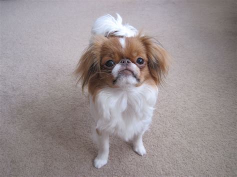 Japanese Chin Puppies Ohio Pets And Animal Galleries