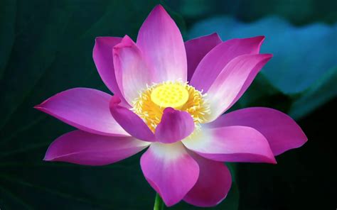 Lotus Flower Hd Wallpapers Movie Hd Wallpapers