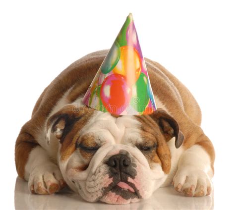 Dog Wearing Birthday Hat Stock Image Image Of Bulldog