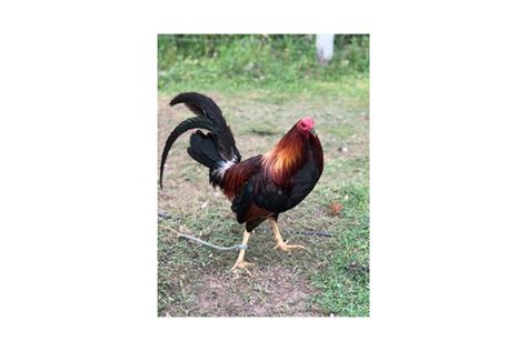 Game Fowl Rooster Side View 599370