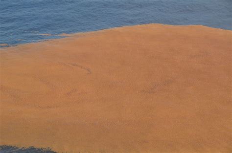 Floating Mass Of Sargassum Off Northern Brazil Closer Aerial Photograph Download Scientific