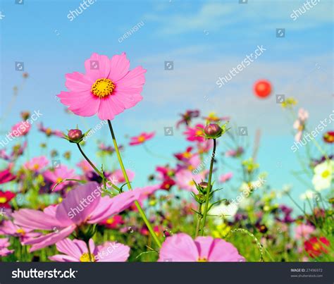 Flower Stock Photo 27496972 Shutterstock