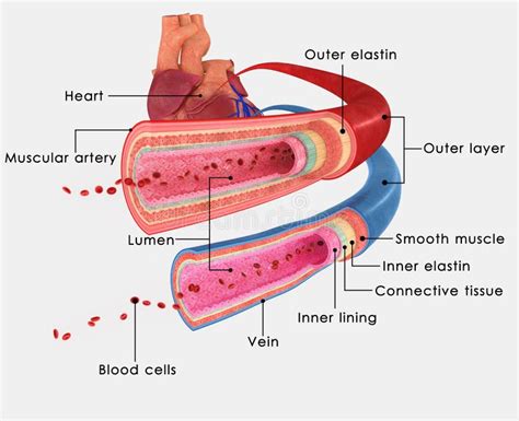 Arteries And Veins Stock Illustration Illustration Of Circulatorysystem 43014622