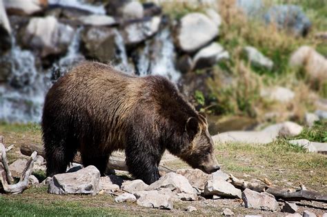 How Much do Grizzly Bears Weigh? - Animal Hype