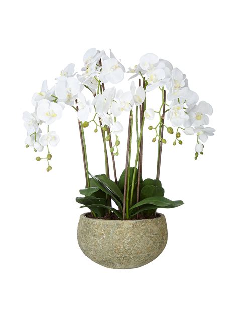 Buyjohn Lewis And Partners Fusion White Artificial Orchid In Clay Pot