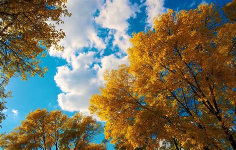 Wallpaper Autumn The Sky Leaves Clouds Trees Images For Desktop