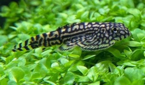 Hillstream Loach