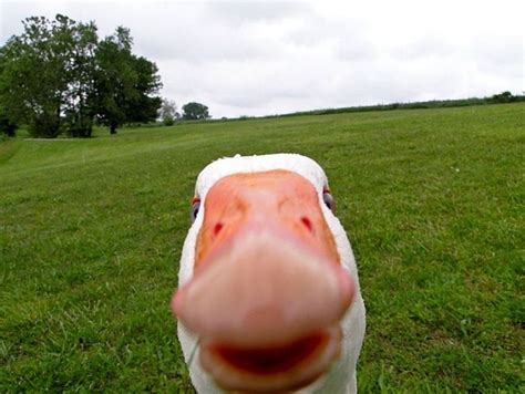 More Random Pics Funny Duck Funny Animals Funny Animal Pictures