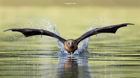 Australian Flying Fox