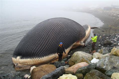 Fai un'escursione per le isole egadi con balena blu! Archivio | Canada, balena blu a rischio esplosione - FOTO