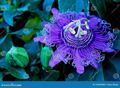Purple Flower Of Passion Vine Passiflora Stock Photo Image Of Genus