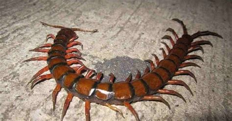 Jika ada kayu kaso berukuran 5 x 5 yang dimaksud adalah lebar 5 cm, tinggi 5 cm. Berapa Jumlah Kaki yang Dimiliki Lipan? | Belajar Sampai Mati