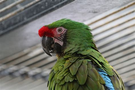 Perroquet Vert Oiseau · Photo Gratuite Sur Pixabay