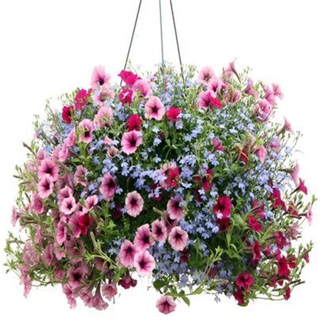 These low growing blooms could be perfect to transfer to a hanging basket. SPRING FLORAL HANGING BASKET SALE - Troop 2