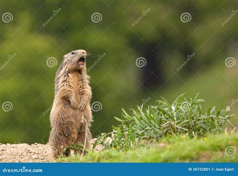 Marmot Royalty Free Stock Image 43527844