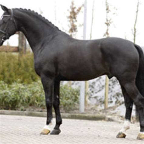 Dutch Warmblood Horses Warmblood Horses Dressage Horses