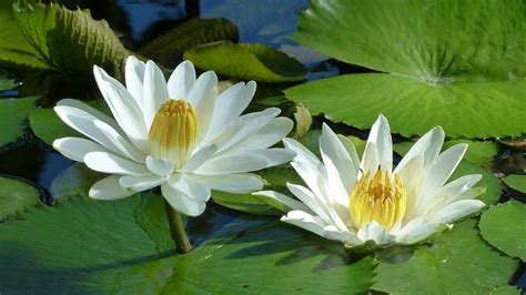 Discover The National Flower Of Egypt The Egyptian Lotus A Z Animals