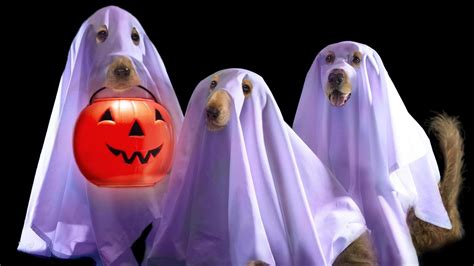 47 Halloween Pets Wallpaper On Wallpapersafari