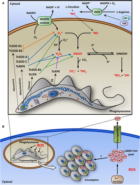 frontiers evasion of the immune response by trypanosoma cruzi during acute infection