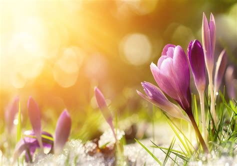 Papierhyazinthen hyazinthen aus papier basteln blumen basteln. Frühling 2020: Extrem heiße und trockene Monate erwartet!