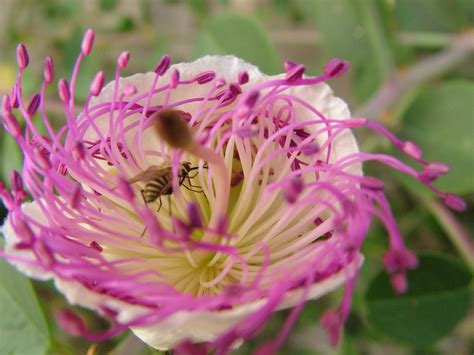Anemones can start to blossom in areas with more rain, such as in the hills near jerusalem as early as late january, and bloom in the negev starting in february and march, continuing through april and may. Jerusalem flowers | Unique plants, Plants, Flowers