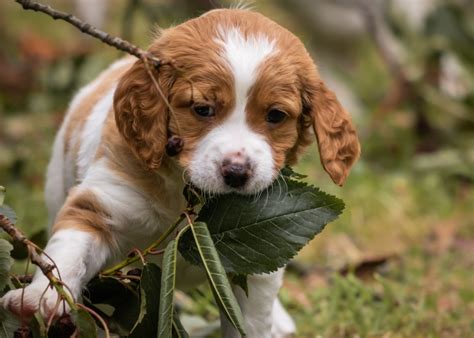 Brittany Dog Breed Information The Ultimate Guide Breed Advisor