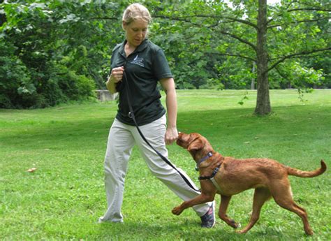 Care first animal hospital offers dog and puppy training classes every wednesday in raleigh and cary. Dog Training in Doylestown, PA | Holiday House Pet Resort