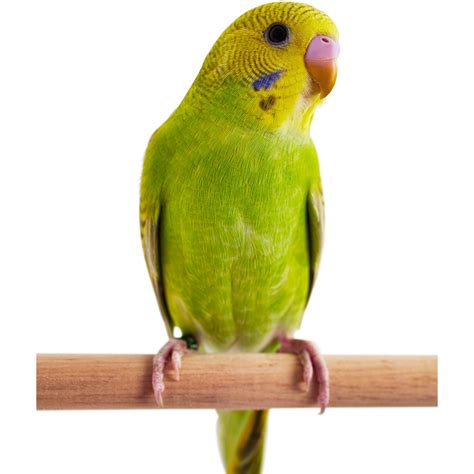 Green Parakeet Petco