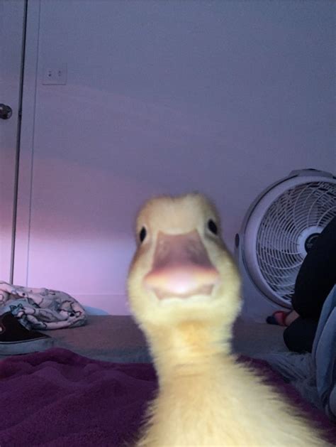 Duck Looking At You Memes Imgflip