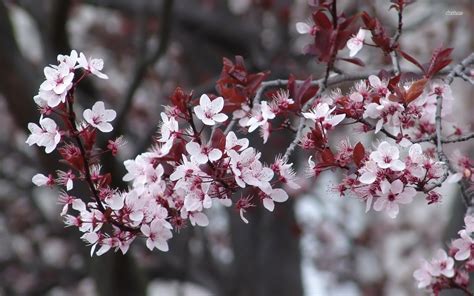 Cherry Blossom Hd Beauty